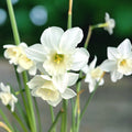 Posebne narcise - Narcissus 'Mrs Iwasa Masako'