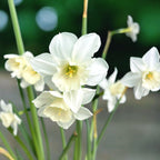 Posebne narcise - Narcissus 'Mrs Iwasa Masako'