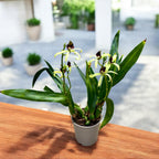 Encyclia (Prostechea) Green Hornet