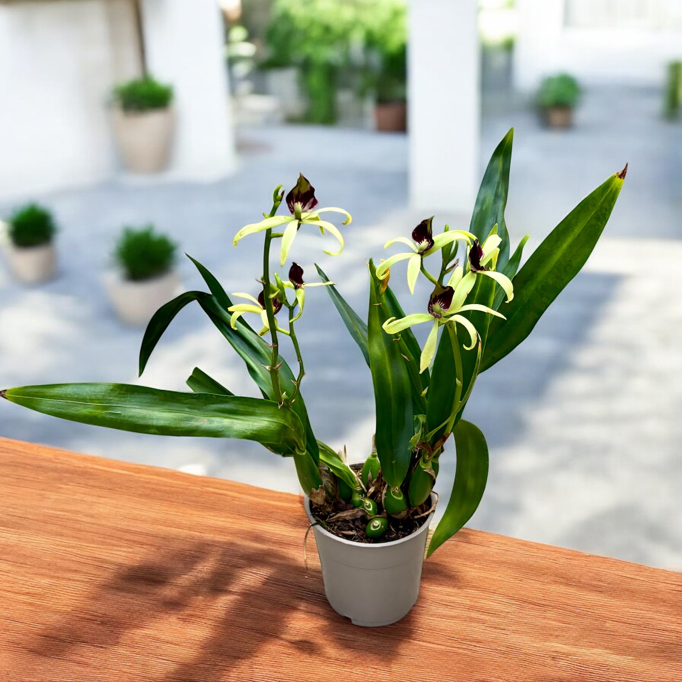 Encyclia (Prostechea) Green Hornet