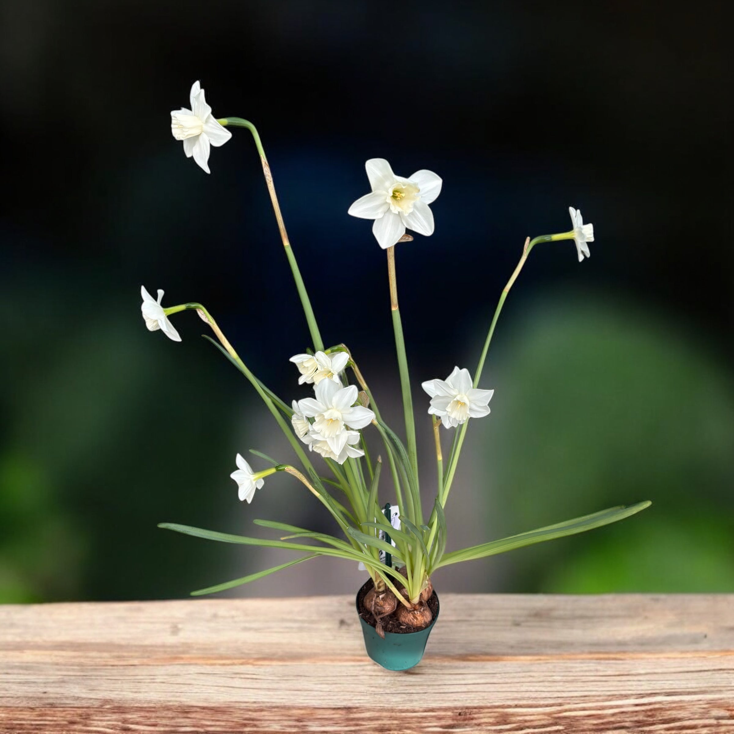 Narcise speciale  - Narcissus ‘Mrs Iwasa Masako'