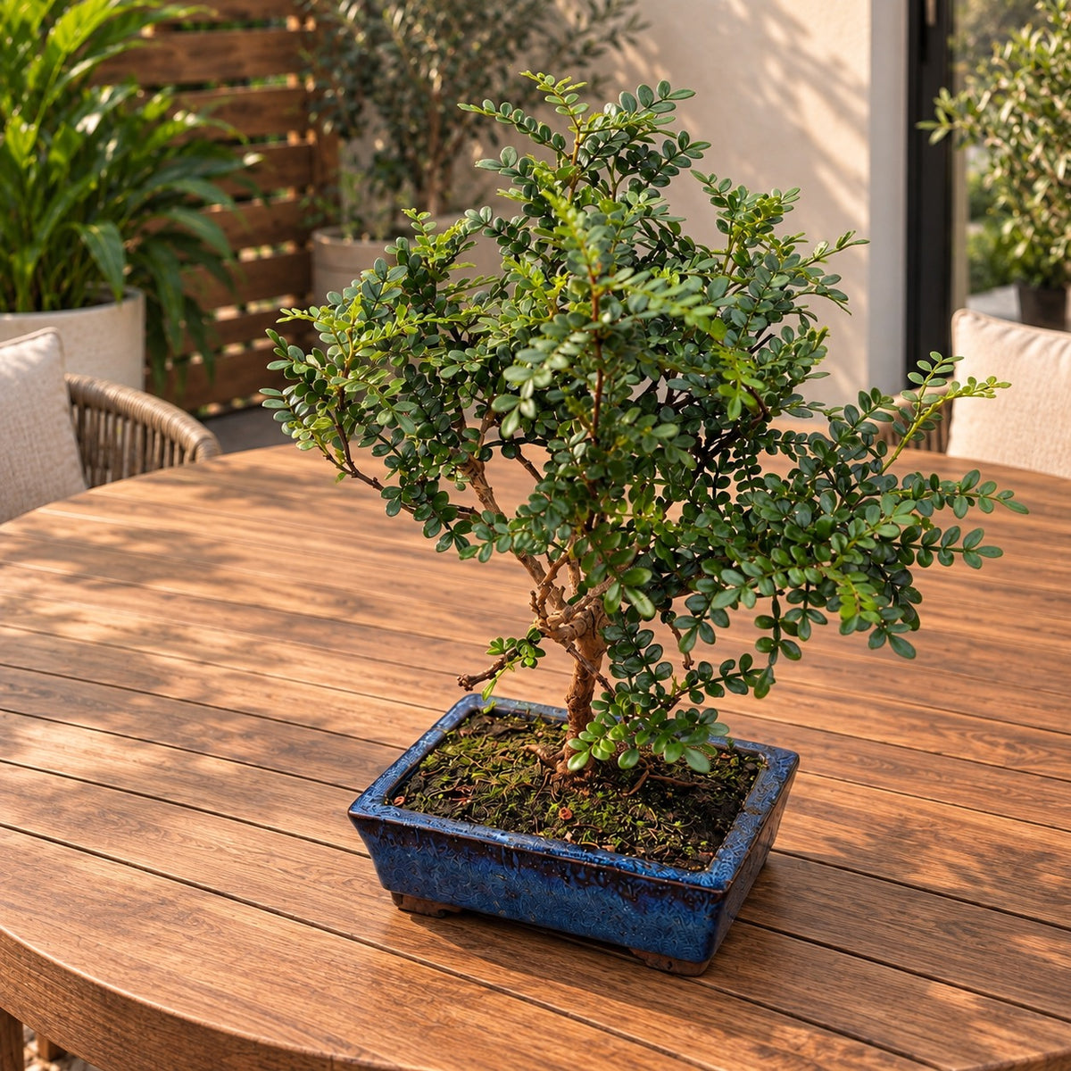 Bonsai Zanthoxylum piperitum – Chinesischer Pfeffer, exotischer Bonsai mit duftendem Laub