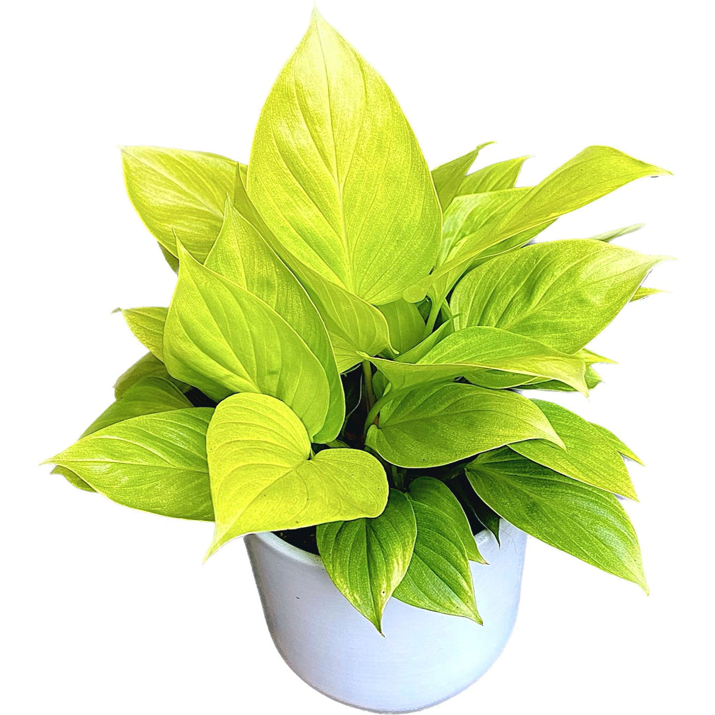 Homalomena rubescens 'Lemon Lime' (Reine de cœur) D14