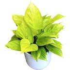 Homalomena rubescens 'Lemon Lime' (Queen of hearts) D14