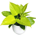 Homalomena rubescens 'Lemon Lime' (Queen of hearts) D12