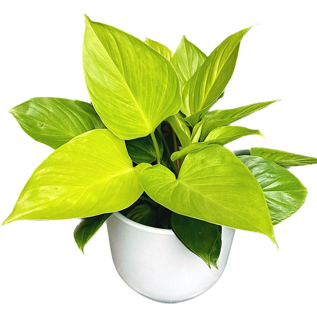 Homalomena rubescens 'Lemon Lime' (Reine de cœur) D14