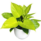 Homalomena rubescens 'Lemon Lime' (Queen of hearts) D14