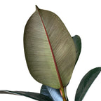 Ficus elastica ‘Abidjan’ – glossy burgundy foliage