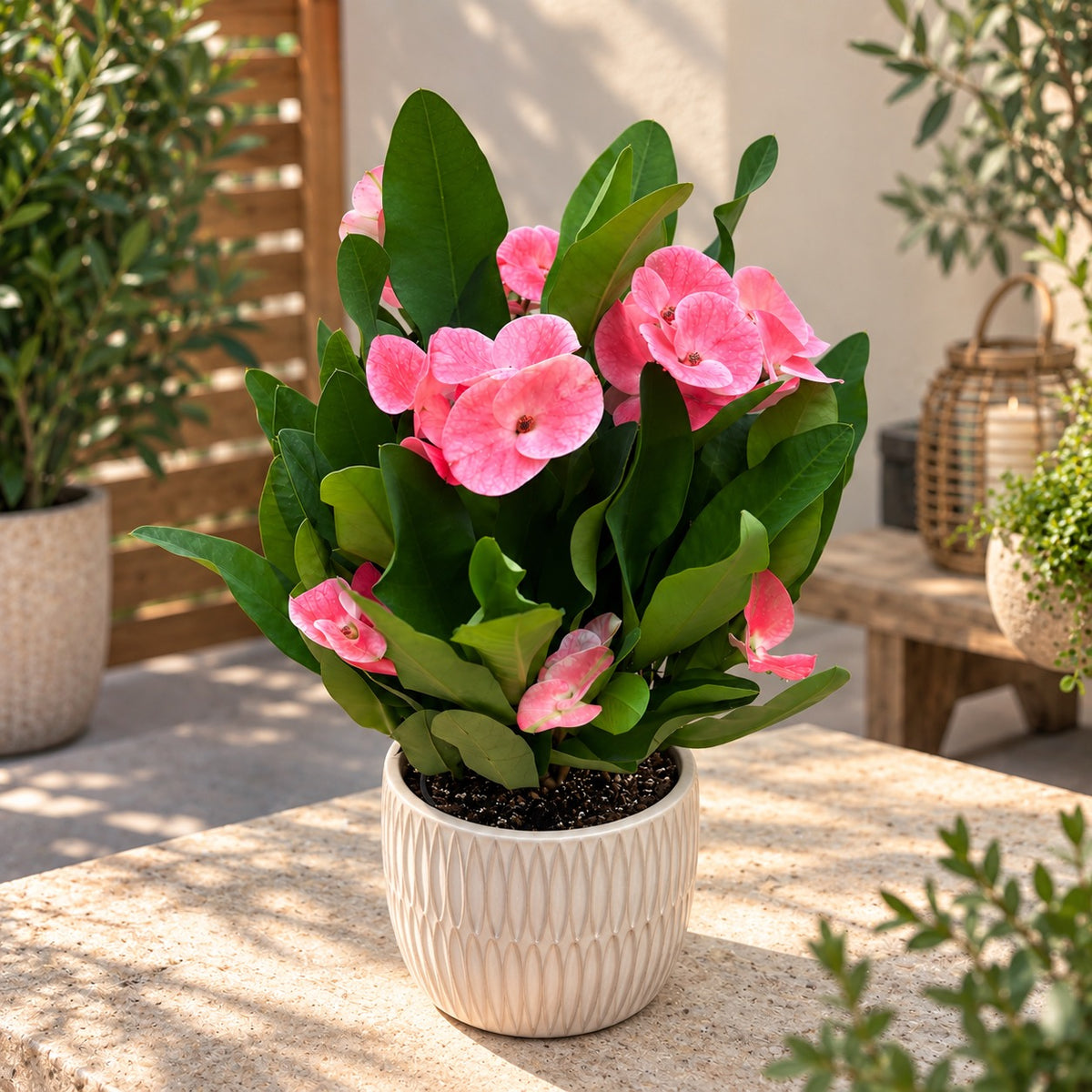 Euphorbia (Milii Grp) 'Charlotte' - големи розови цветя