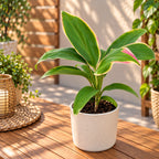 Cordyline fruticosa ‘Marshmallow Queen’ - tropické panachované listy