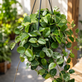 Hoya Mathilde 'Splash' - ejemplares desarrollados