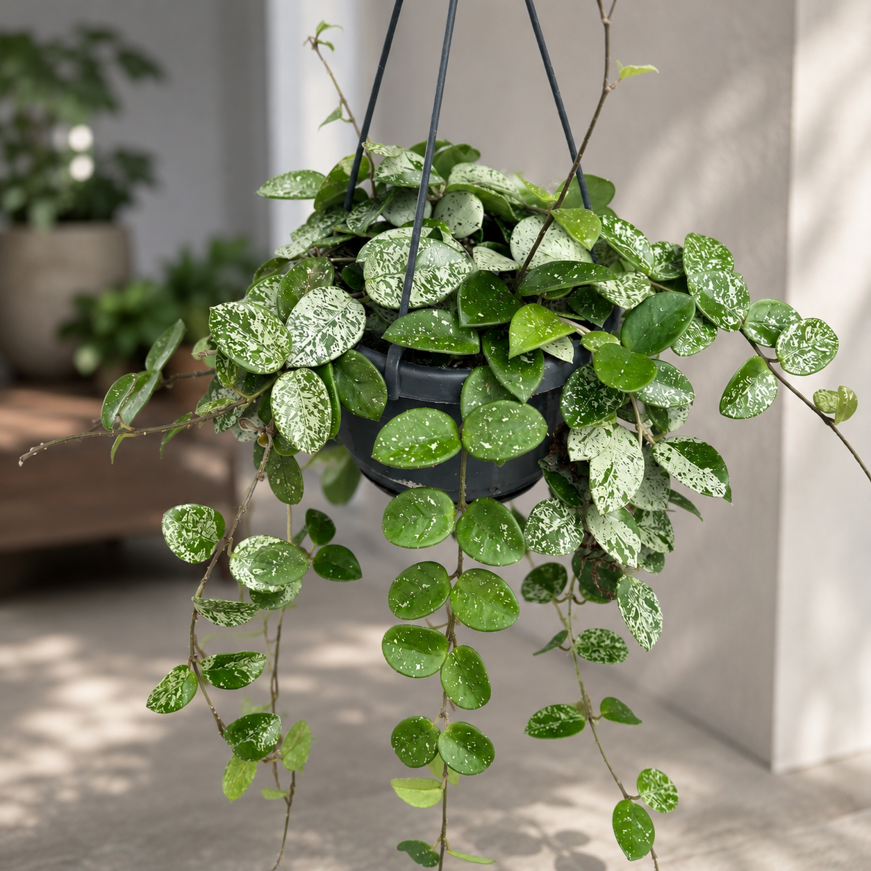 Hoya Mathilde 'Splash' - ejemplares desarrollados
