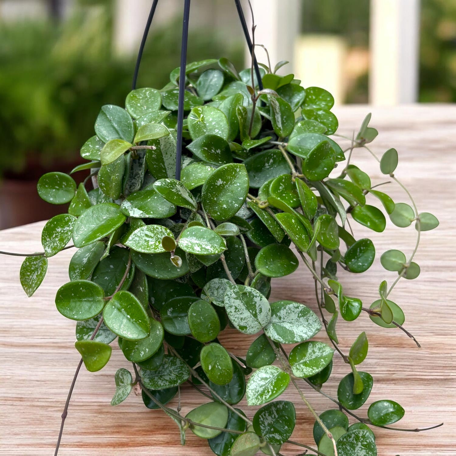 Hoya Mathilde 'Splash' - ejemplares desarrollados