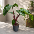 Alocasia ‘Imperial Red’ - alocasia spectaculoasa cu tulpini bordo si frunzis luxuriant