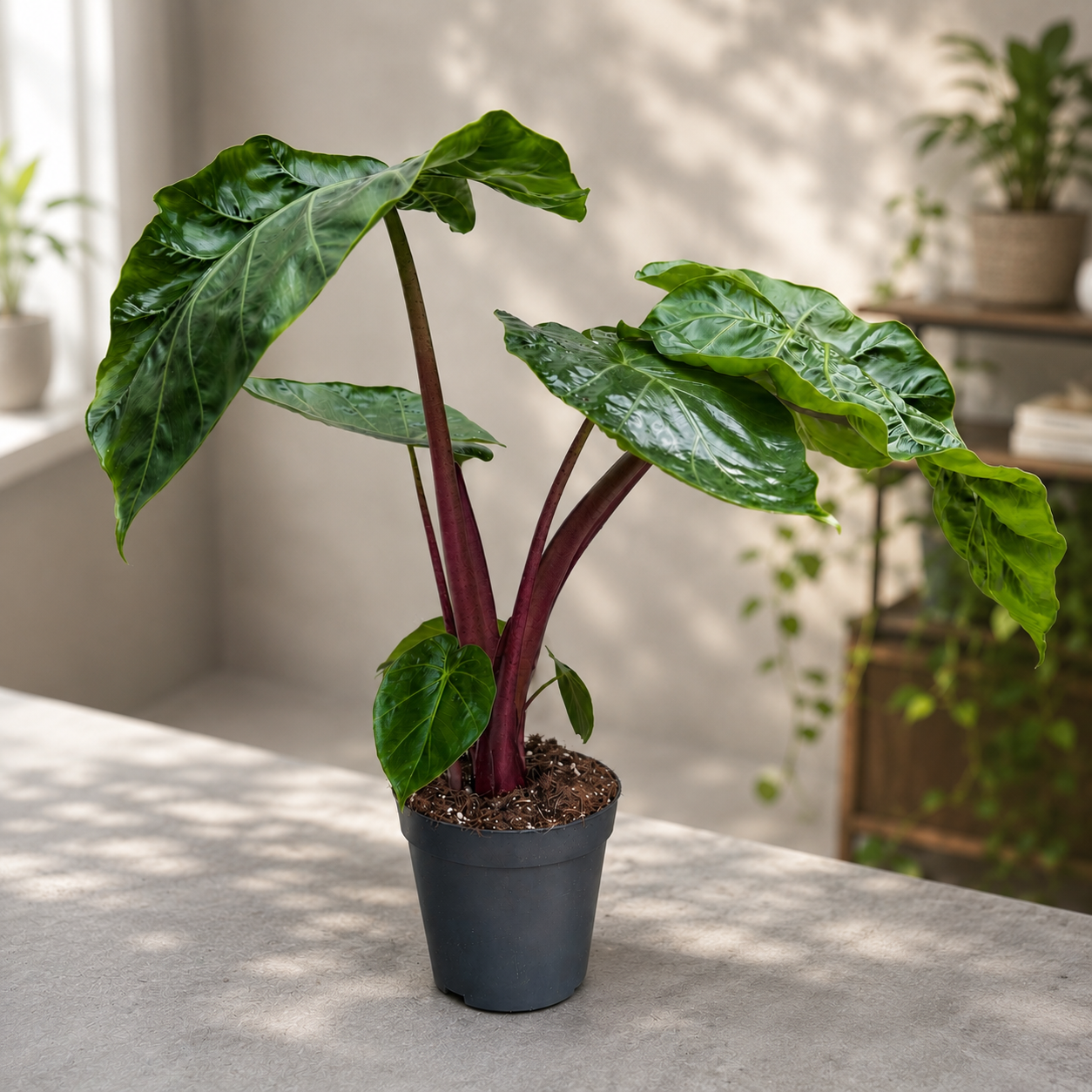 Alocasia ‘Imperial Red’ - alocasia spectaculoasa cu tulpini bordo si frunzis luxuriant