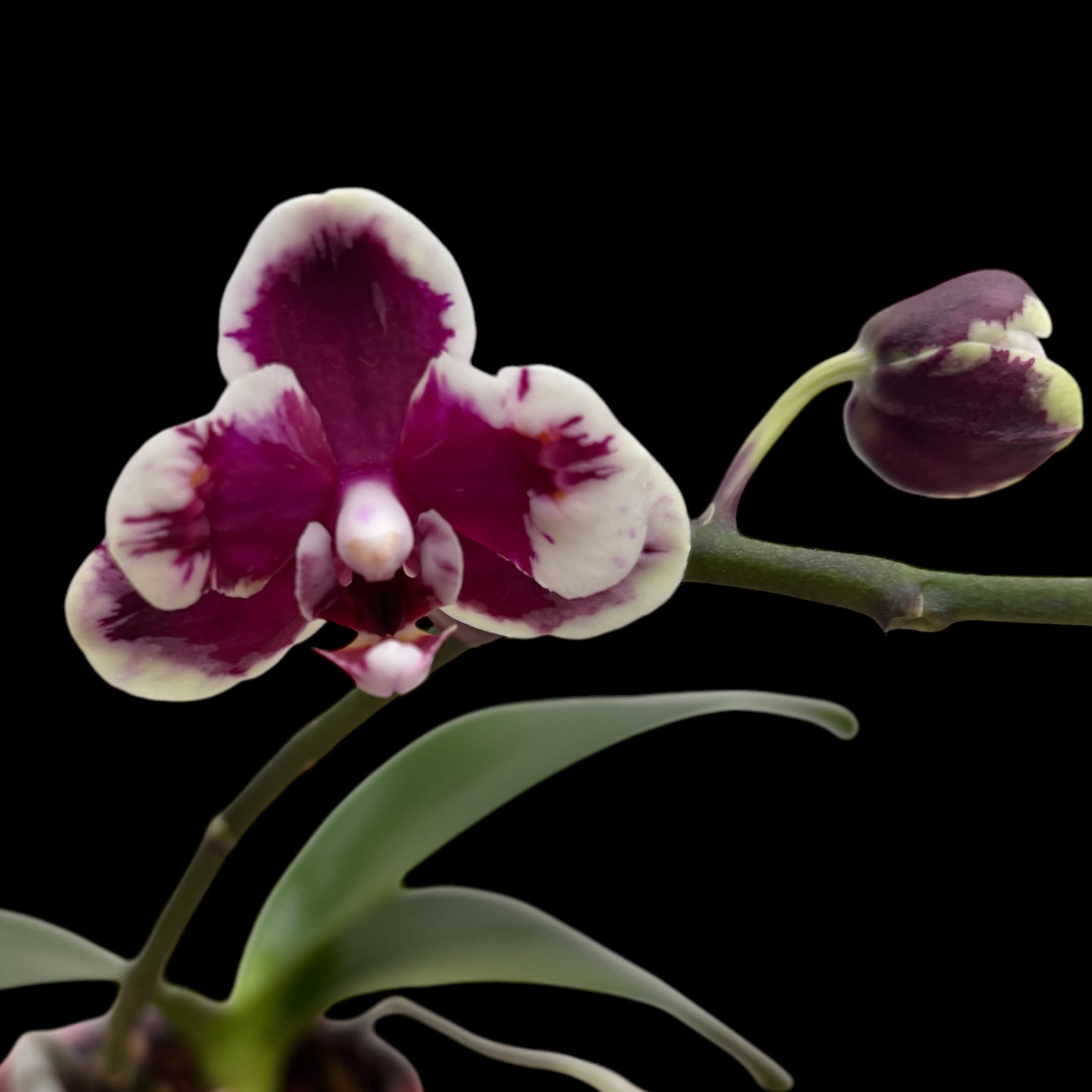 Phalaenopsis I-Hsin Black Soot 'Splash' (pelorica)