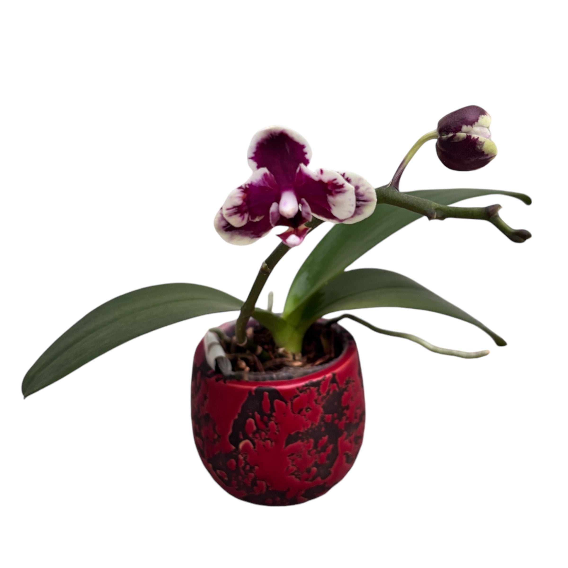 Phalaenopsis I-Hsin Black Soot 'Splash' (peloric) – Secret Garden