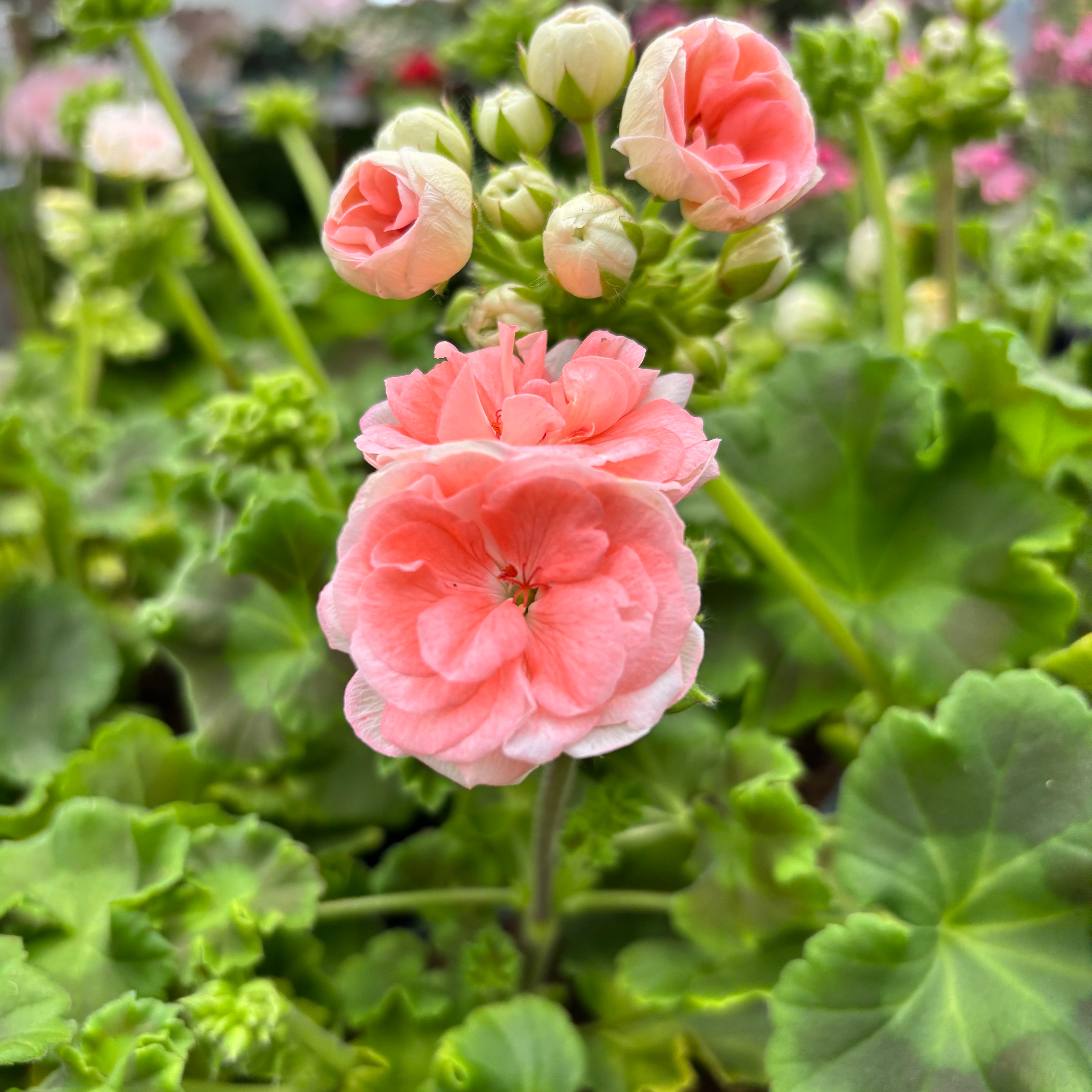 Muscata trandafir - Pelargonium Rosebud ‘Astrid Lindgren’