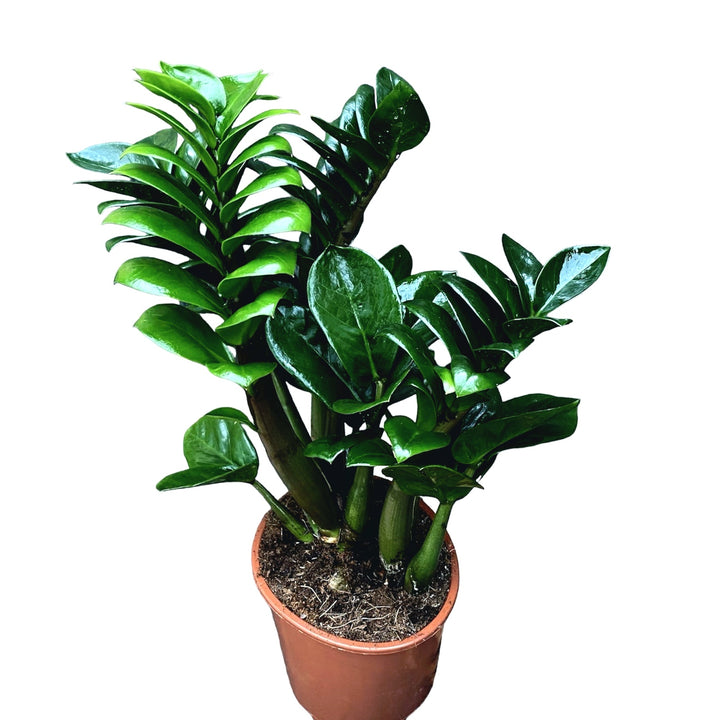 Zamioculcas ZENZI (Planta eterna)