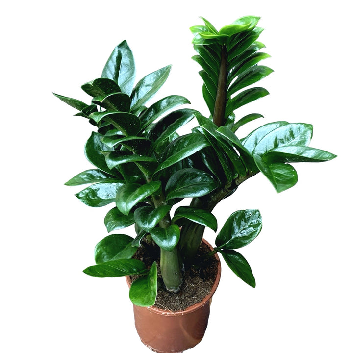 Zamioculcas ZENZI (Planta eterna)