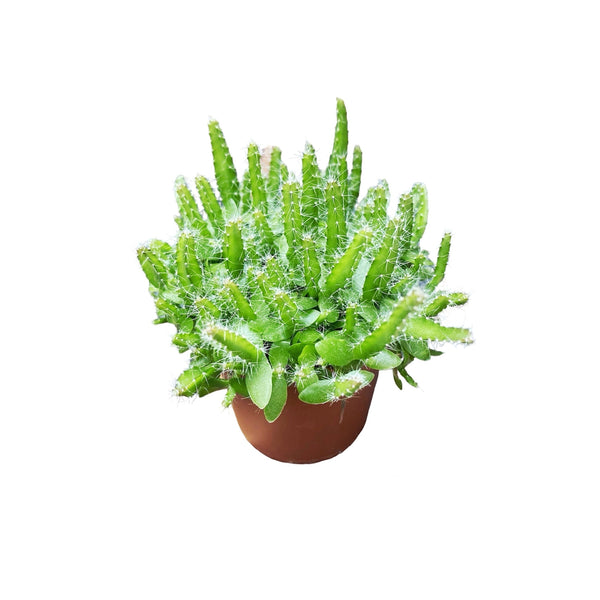 Cactus Hylocereus undatus - fructul dragonului (babyplant)
