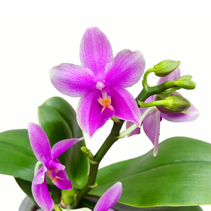 Phalaenopsis Miki Flora (Cherry Blossom) 