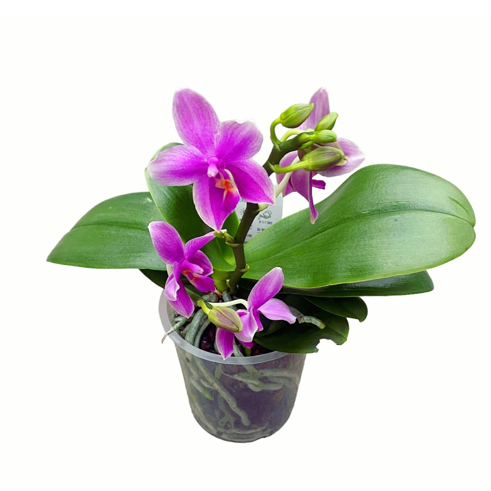 Phalaenopsis Miki Flora (Cherry Blossom) 