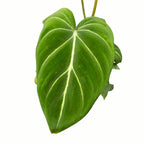 Philodendron gloriosum