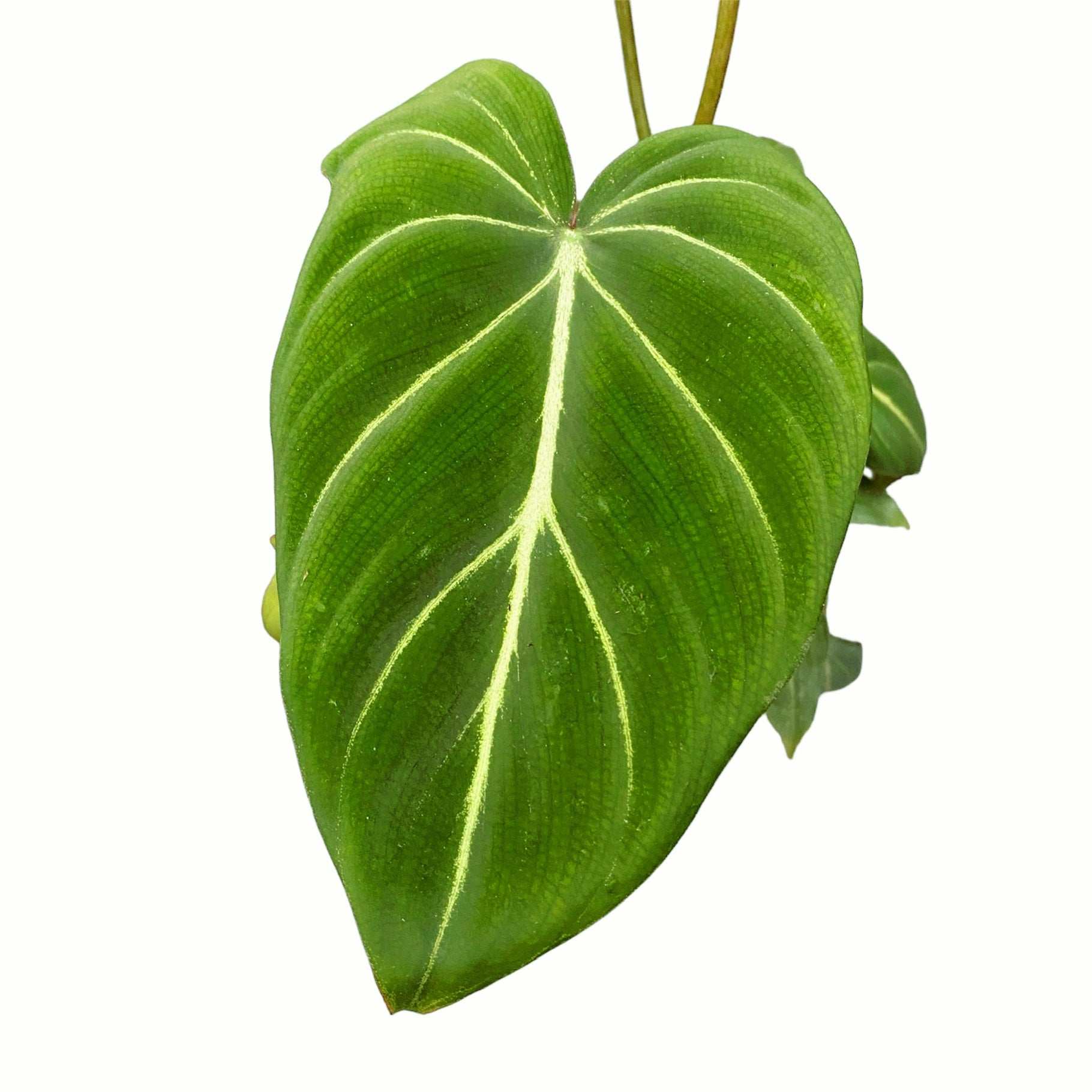 Philodendron gloriosum