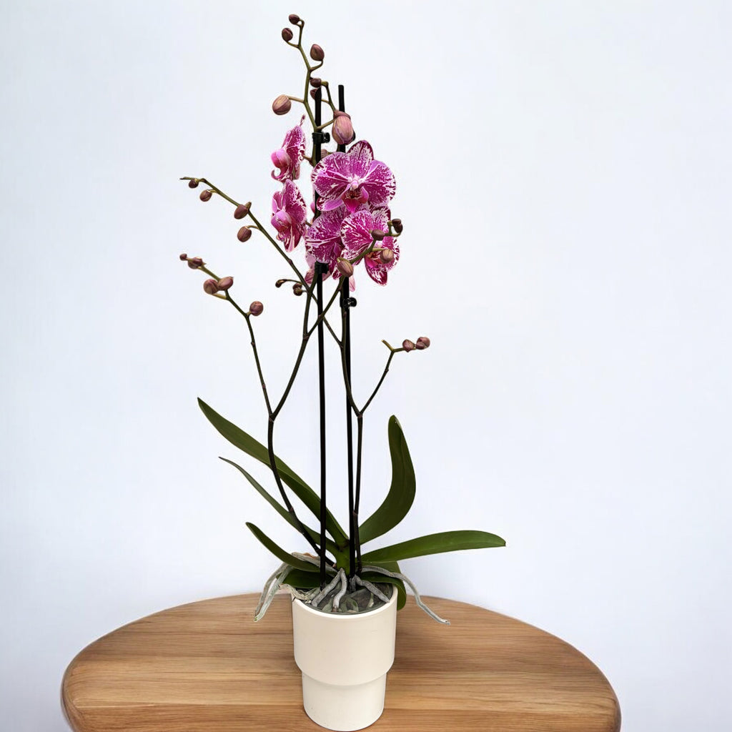 Phalaenopsis Molly - egyedi darab