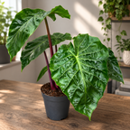 Alocasia ‘Imperial Red’ - alocasia spectaculoasa cu tulpini bordo si frunzis luxuriant