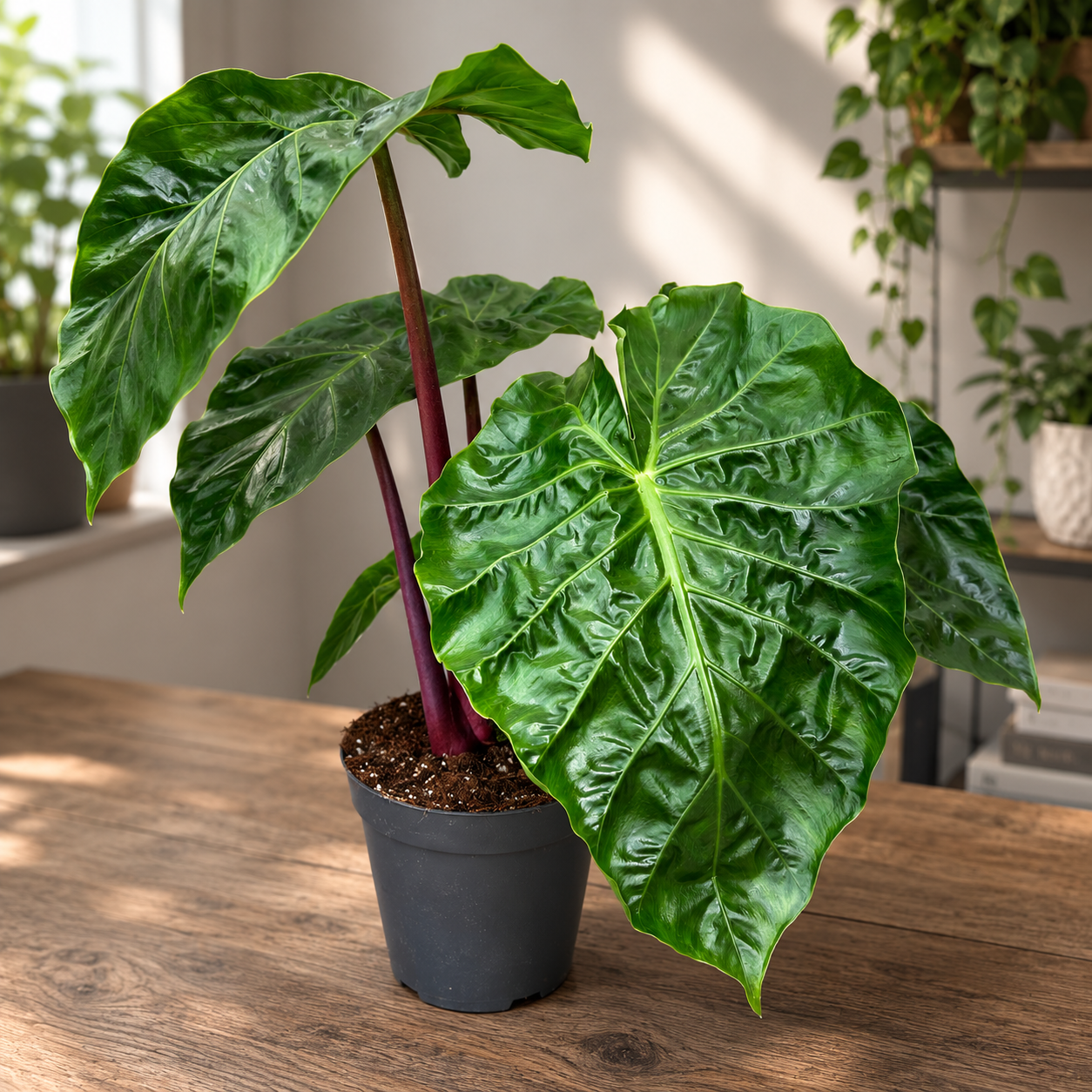 Alocasia ‘Imperial Red’ - alocasia spectaculoasa cu tulpini bordo si frunzis luxuriant