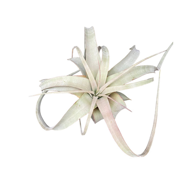 Tillandsia Xerographica - Luftpflanze