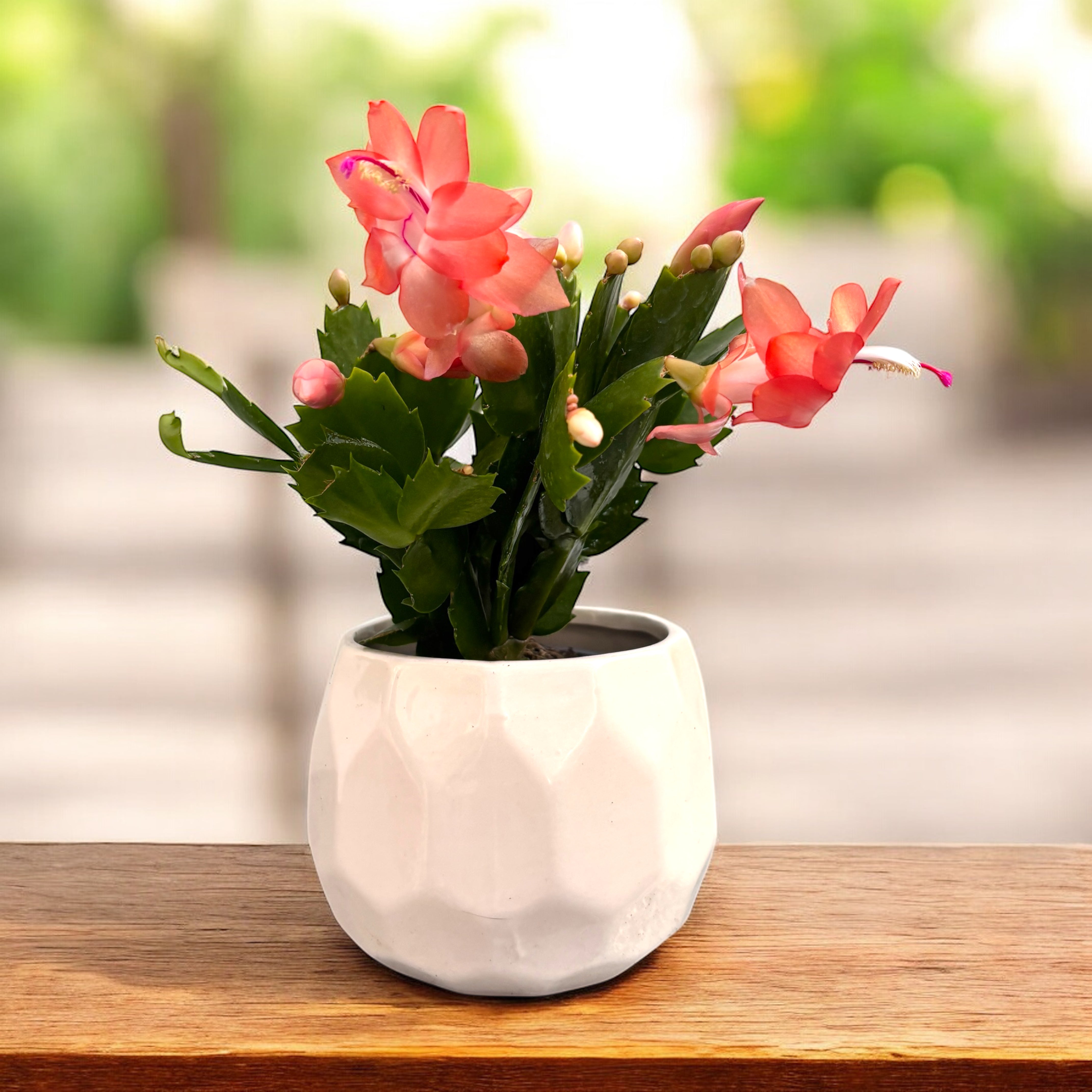 Schlumbergera 'Thor Freya' (Craciunita) 2pp – Secret Garden Plant Shop
