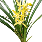 Cymbidium Golden Elf 'Variegata' (variegated leaves) - fragrant flowers
