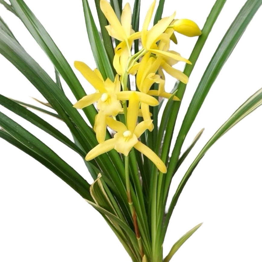 Cymbidium Golden Elf 'Variegata' (frunze variegate) - flori parfumate