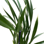 Cymbidium Golden Elf 'Variegata' (variegated leaves) - fragrant flowers