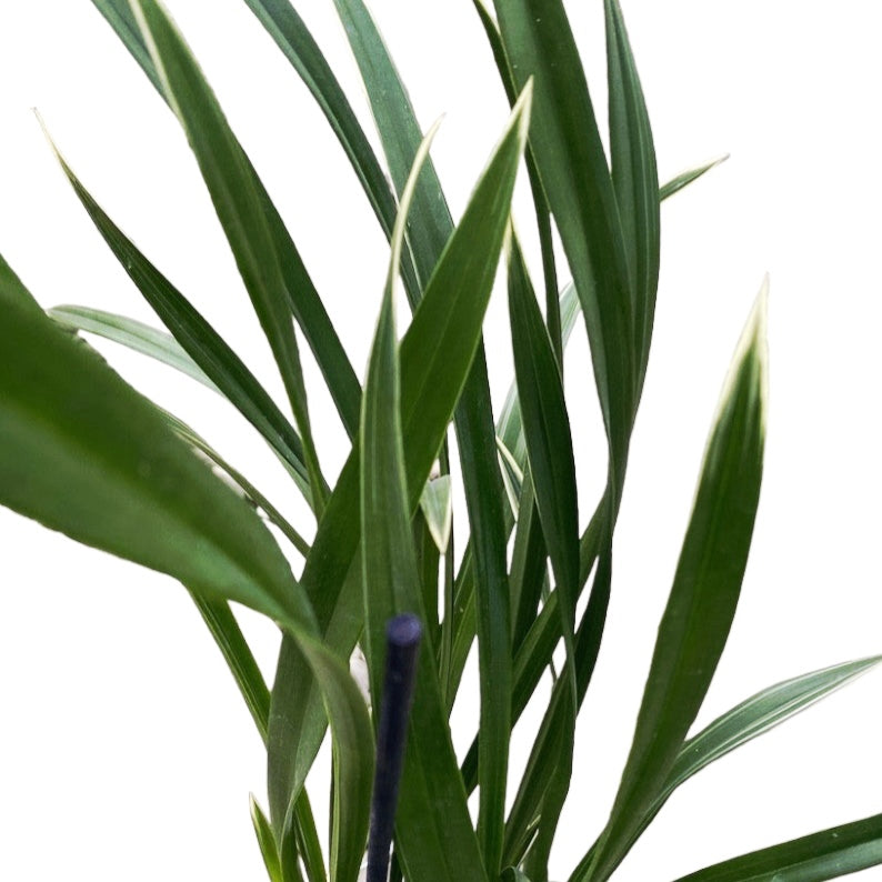 Cymbidium Golden Elf 'Variegata' (frunze variegate) - flori parfumate