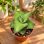Sansevieria 'Tower Gray' - kompakte graue Afrikasschwertpflanze