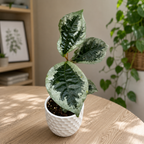Elatostema vittatum
