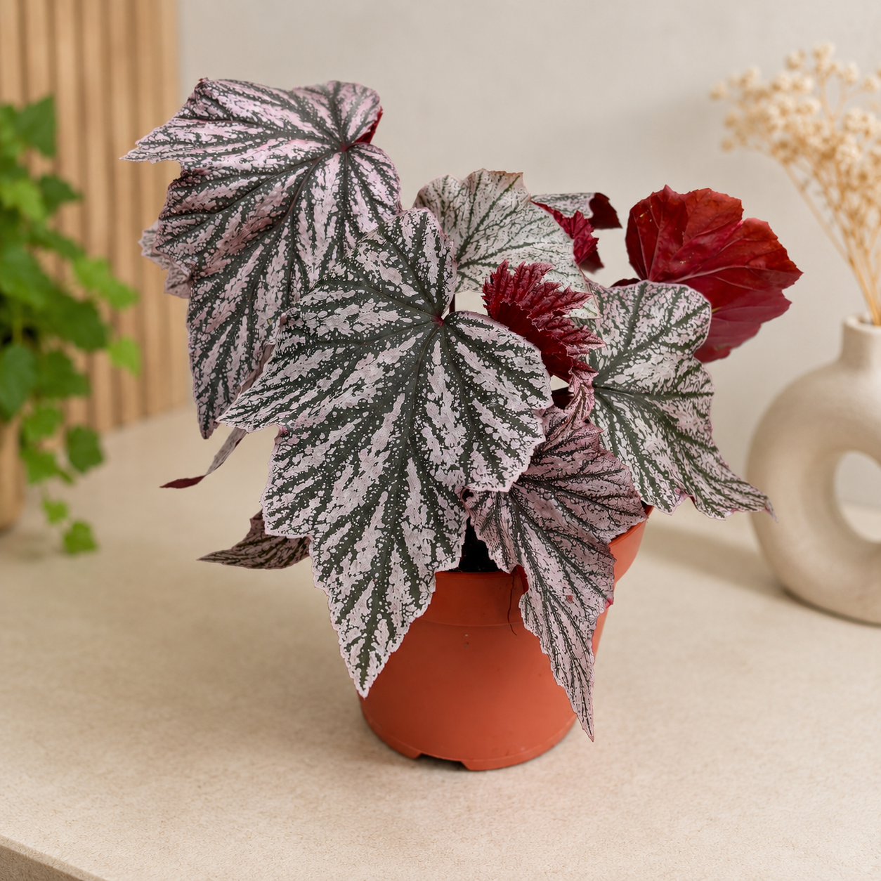Begonia ‘Pink Minx’ - begonie rara cu frunze argintiu-roz