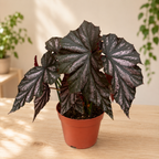 Begonia ‘Garnet’ - begonie de colectie cu frunze metalice