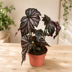 Begonia ‘Garnet’ - begonie de colectie cu frunze metalice