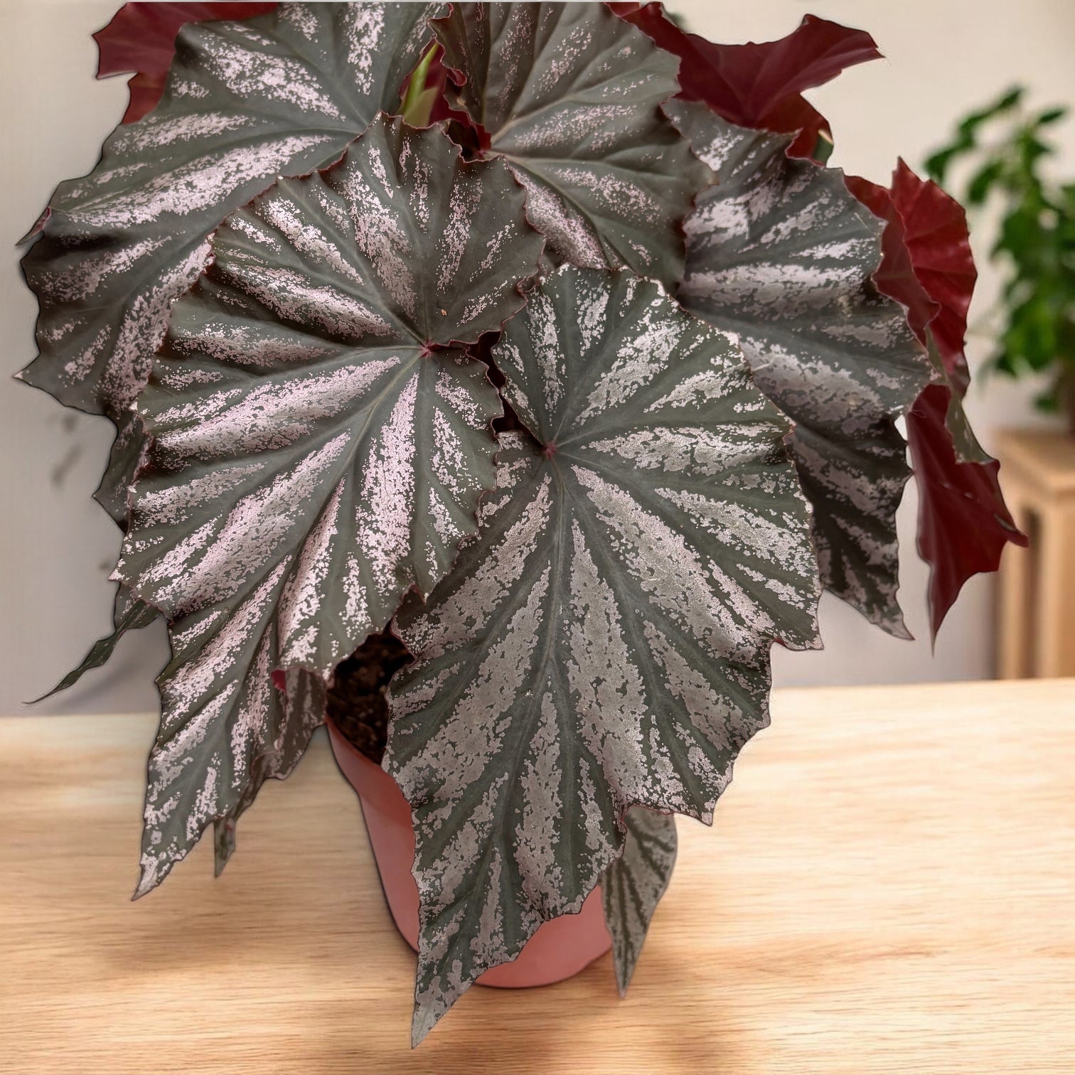 Begonia ‘Garnet’ - begonie de colectie cu frunze metalice