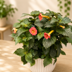 Achimenes ‘Carrot Cake’ - planta tropicala cu flori portocaliu-rosii si inflorire abundenta