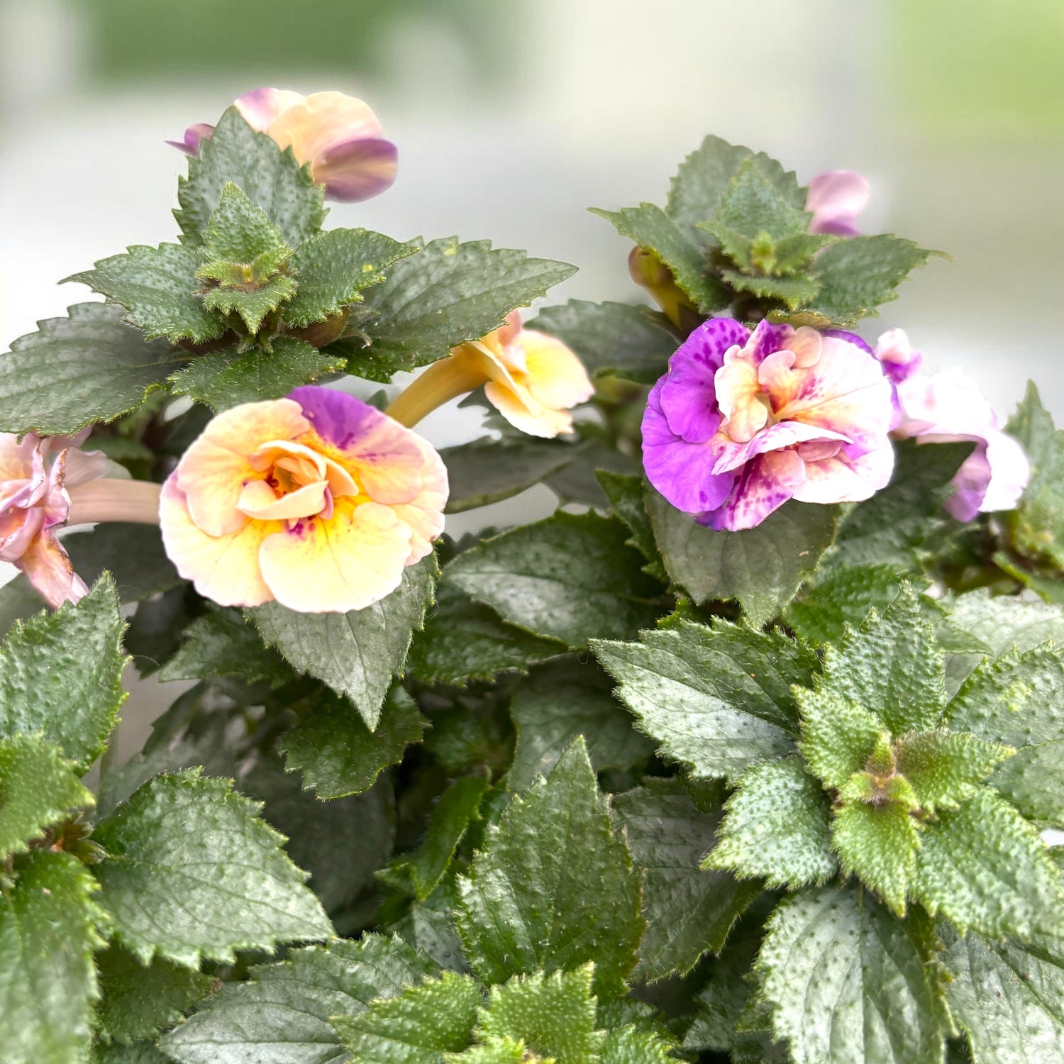 Achimenes ‘Yellow Fantasy’ - achimenes galben-crem cu inflorire abundenta