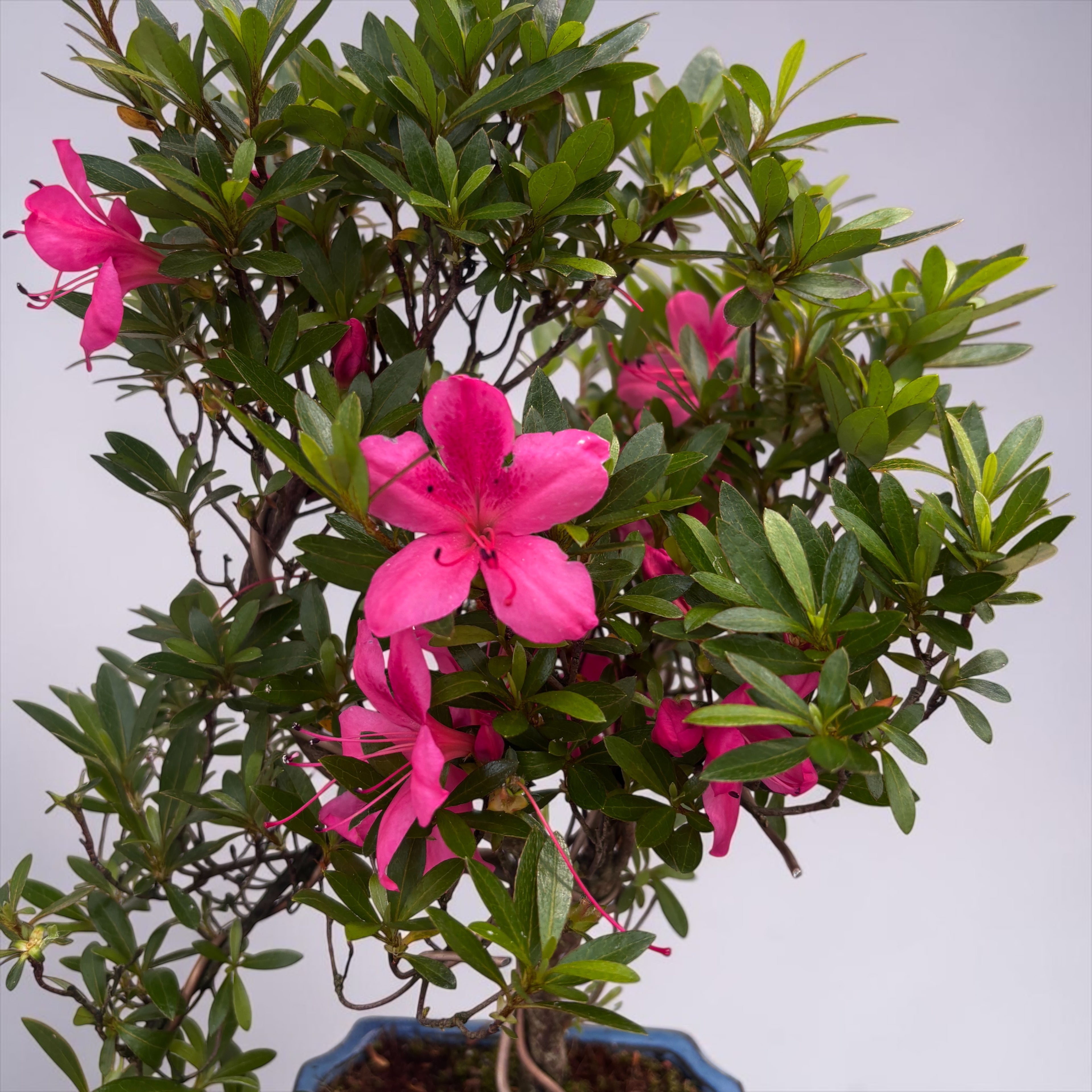 Bonsai Azalea Japonica (Rhododendron)