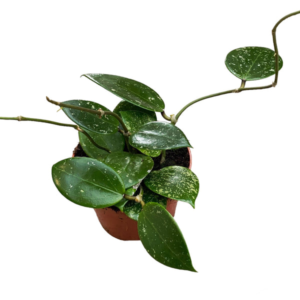 Hoya parasitica 'Heart Leaf Splash'