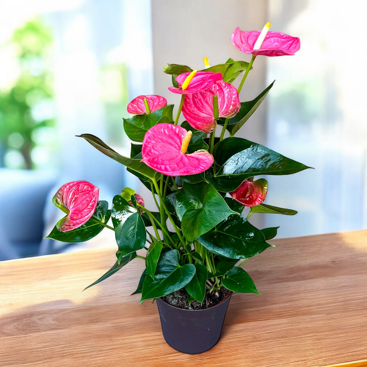 anthurium rosa prezzo Anthurium 'Arisa Pink' – raffinatezza tropicale in tonalità di rosa el –  Secret Garden Plant Shop
