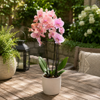 Phalaenopsis Autumn Wind (iso huuli)